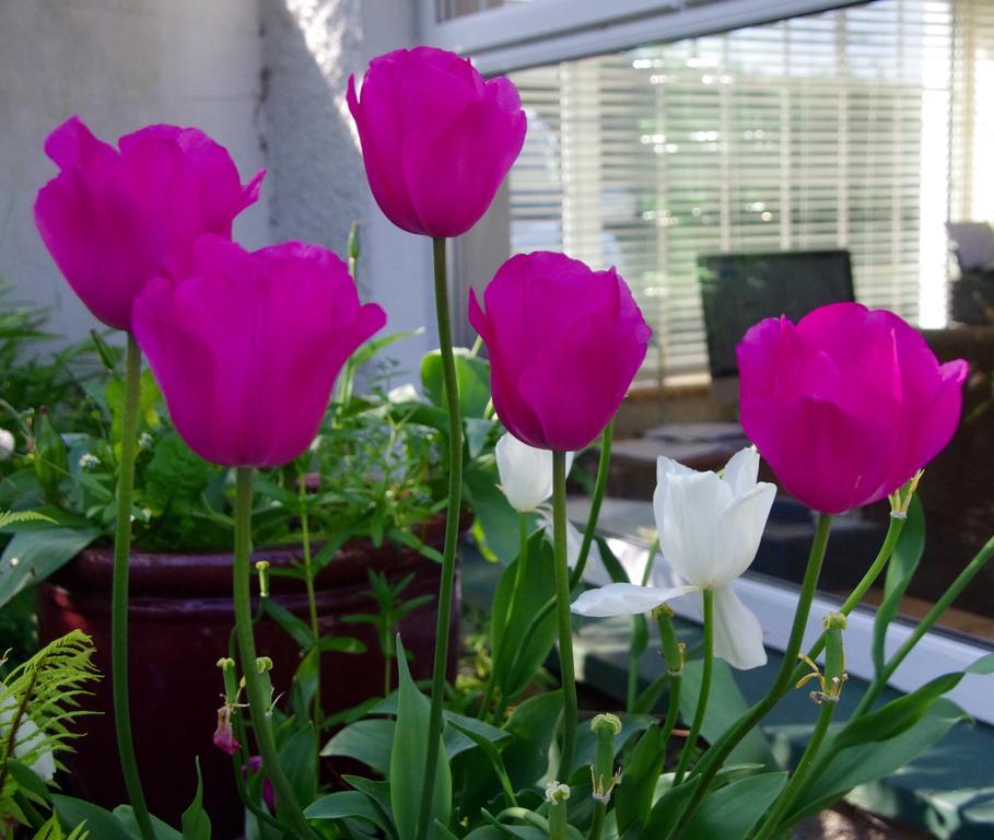 Cloneen House Bed & Breakfast Tramore Luaran gambar
